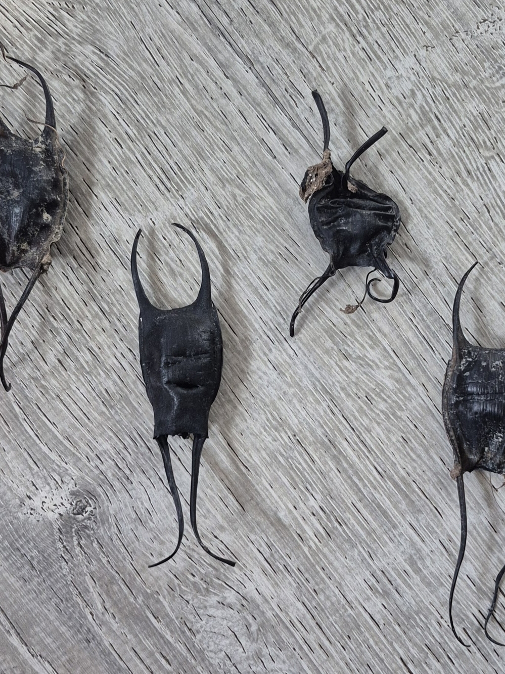 4 Imperfect Mermaid Purses/ Shark Or Ray Egg Sacks